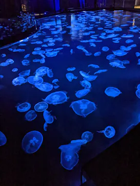 すみだ水族館に投稿された画像（2020/11/22）