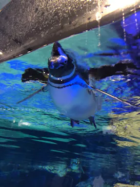 すみだ水族館に投稿された画像（2020/11/22）