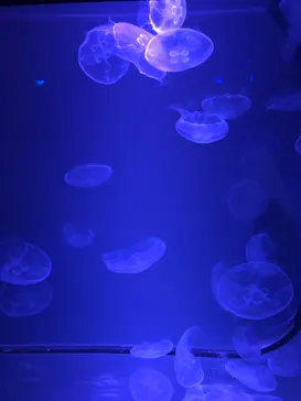 すみだ水族館に投稿された画像（2020/11/22）