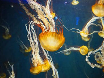 新江ノ島水族館に投稿された画像（2020/11/22）