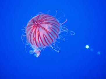 新江ノ島水族館に投稿された画像（2020/11/22）