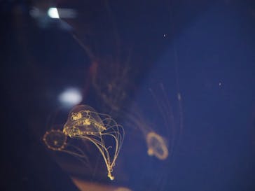 新江ノ島水族館に投稿された画像（2020/11/22）