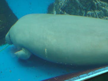 鳥羽水族館に投稿された画像（2020/11/22）