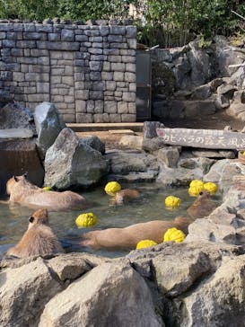 伊豆シャボテン動物公園に投稿された画像（2020/11/22）