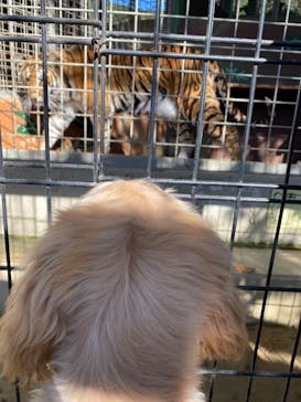 しろとり動物園に投稿された画像（2020/11/22）