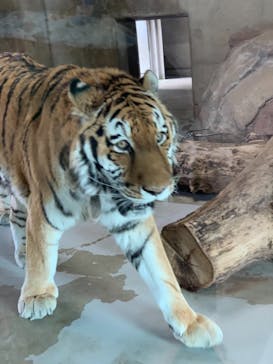 天王寺動物園に投稿された画像（2020/11/22）