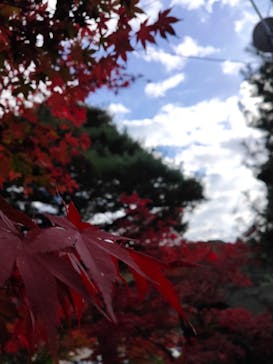 上方温泉 一休 京都本館に投稿された画像（2020/11/22）