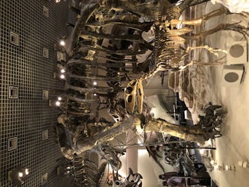 国立科学博物館に投稿された画像（2020/11/22）