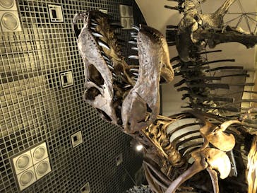 国立科学博物館に投稿された画像（2020/11/22）