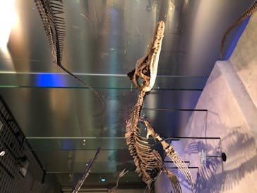 国立科学博物館に投稿された画像（2020/11/22）