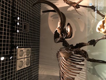 国立科学博物館に投稿された画像（2020/11/22）