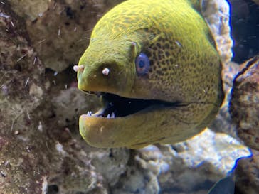 京都水族館に投稿された画像（2020/11/22）