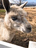 那須アルパカ牧場に投稿された画像（2020/11/22）