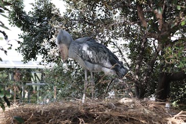 神戸どうぶつ王国に投稿された画像（2020/11/22）