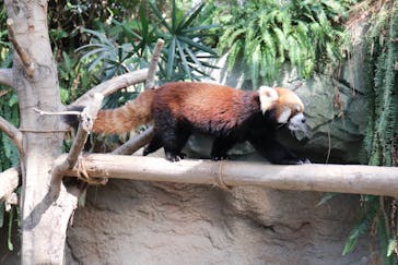 神戸どうぶつ王国に投稿された画像（2020/11/22）