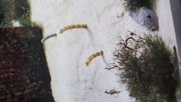 京都水族館に投稿された画像（2020/11/22）