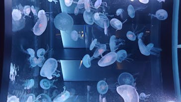 京都水族館に投稿された画像（2020/11/22）