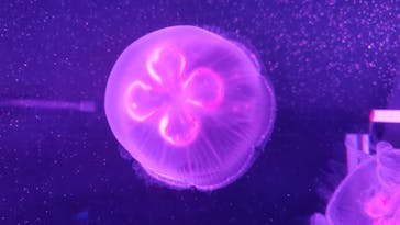 京都水族館に投稿された画像（2020/11/22）