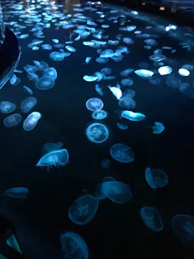 すみだ水族館に投稿された画像（2020/11/22）