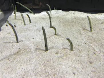 すみだ水族館に投稿された画像（2020/11/22）