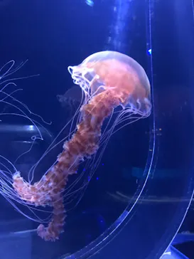 すみだ水族館に投稿された画像（2020/11/22）