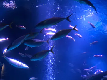 すみだ水族館に投稿された画像（2020/11/22）