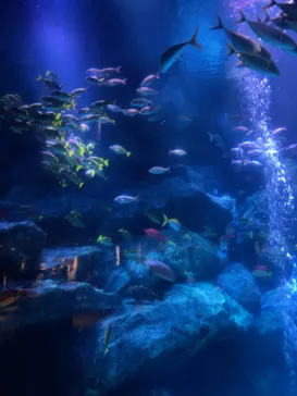 すみだ水族館に投稿された画像（2020/11/22）