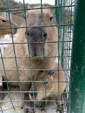 しろとり動物園に投稿された画像（2020/11/22）