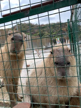 しろとり動物園に投稿された画像（2020/11/22）