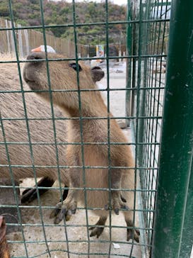 しろとり動物園に投稿された画像（2020/11/22）