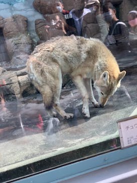 天王寺動物園に投稿された画像（2020/11/22）