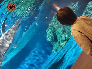 しながわ水族館に投稿された画像（2020/11/22）