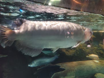 しながわ水族館に投稿された画像（2020/11/22）