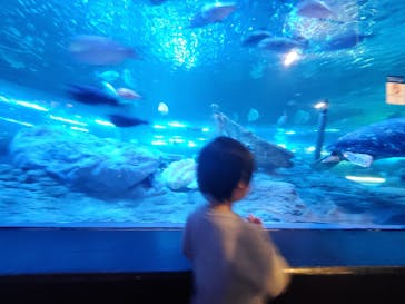 しながわ水族館に投稿された画像（2020/11/22）