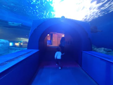 しながわ水族館に投稿された画像（2020/11/22）