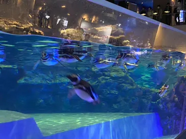 すみだ水族館に投稿された画像（2020/11/22）