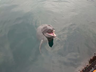 うみたま体験パーク 「つくみイルカ島」に投稿された画像（2020/11/22）