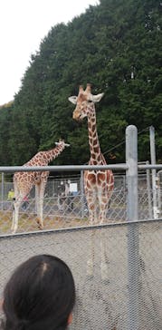 秋吉台自然動物公園 サファリランドに投稿された画像（2020/11/22）