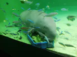 鳥羽水族館に投稿された画像（2020/11/22）