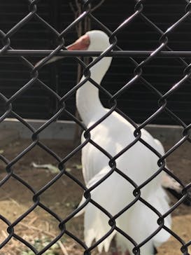 天王寺動物園に投稿された画像（2020/11/22）