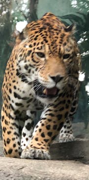 天王寺動物園に投稿された画像（2020/11/22）