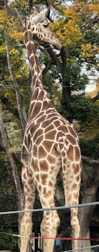 天王寺動物園に投稿された画像（2020/11/22）