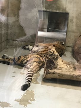 天王寺動物園に投稿された画像（2020/11/22）