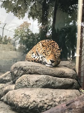 天王寺動物園に投稿された画像（2020/11/22）