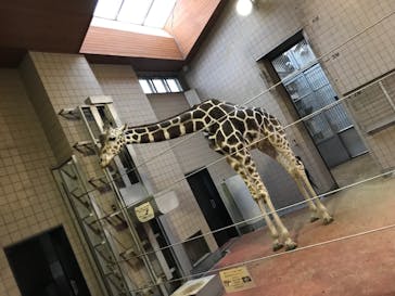 天王寺動物園に投稿された画像（2020/11/22）