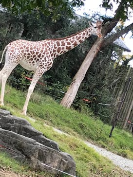 天王寺動物園に投稿された画像（2020/11/22）