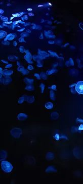 すみだ水族館に投稿された画像（2020/11/22）