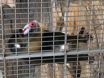 天王寺動物園に投稿された画像（2020/11/22）