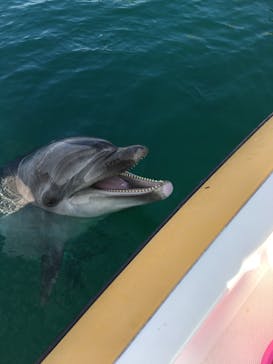 うみたま体験パーク 「つくみイルカ島」に投稿された画像（2020/11/22）