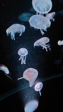 京都水族館に投稿された画像（2020/11/22）